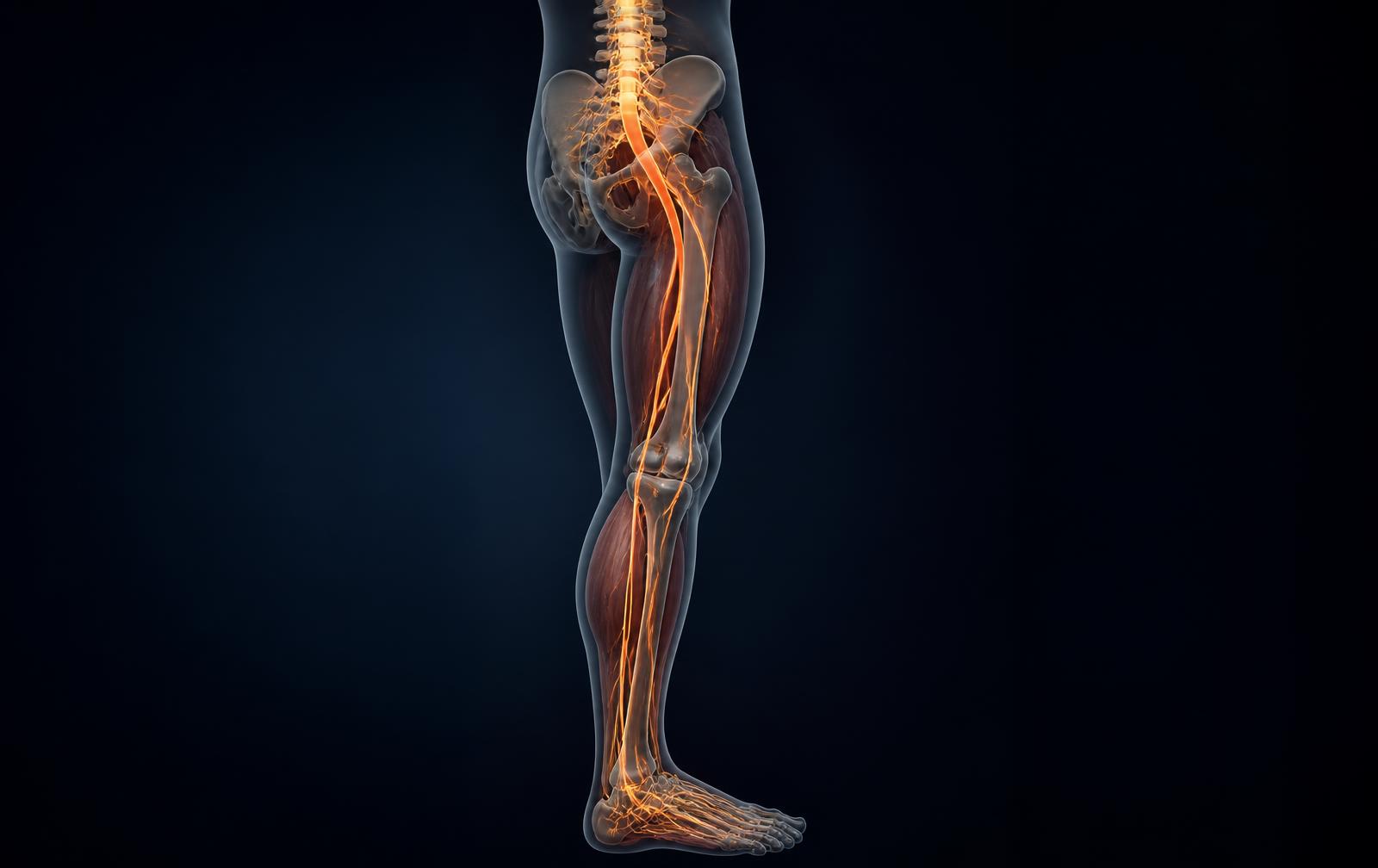 Anatomical illustration of the lower limb showing lumbar nerve pathways travelling through the hip, thigh, knee and calf